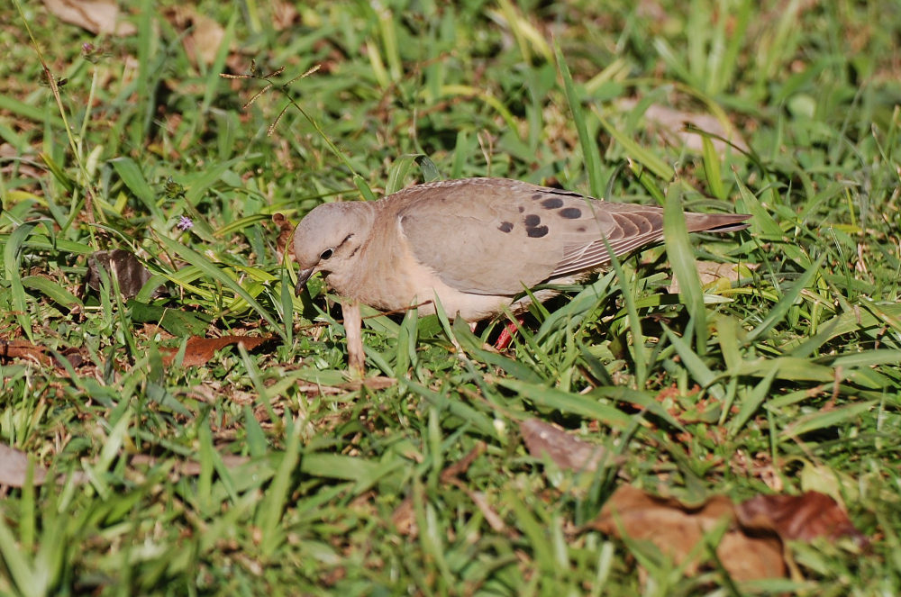 Brasile - Tortora a Iguazu: Zenaida auriculata